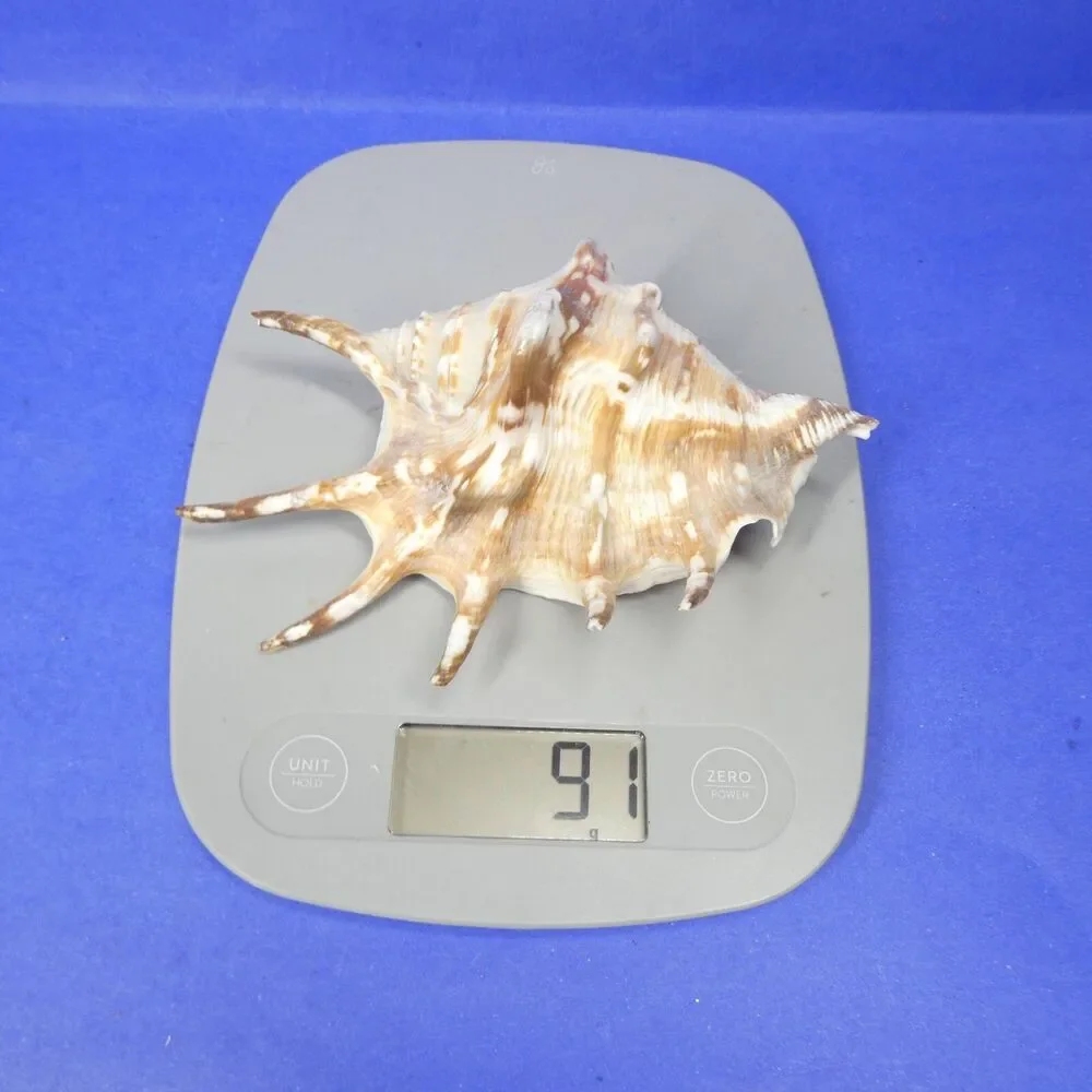 Lambis Shell Seashell 5.5